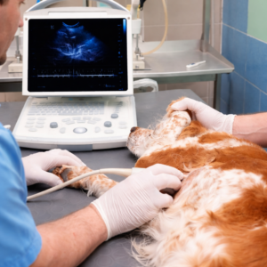 veterinária realizando um exame de coração num cachorro