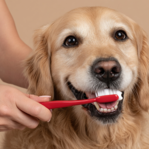 tutor escovando os dentes de um cão Golden retriever
